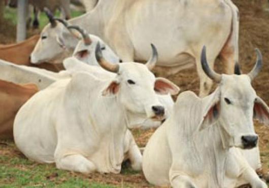Tak perlu impor daging, jumlah sapi di Indonesia 14 juta ekor